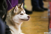 В Туле прошла Всероссийская выставка собак, Фото: 37