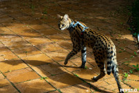 Бэби-леопард дома: зачем туляки заводят диких сервалов	, Фото: 41