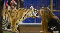 Фитнес для тигрят: как воспитываются будущие звезды цирка?, Фото: 26