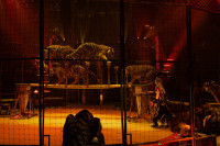 Новое грандиозное шоу Гии Эрадзе «Королевский цирк» стартует в Тульском цирке, Фото: 33