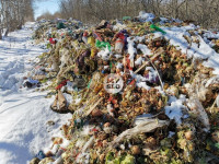 Под Тулой неизвестные сбросили в лесополосе несколько тонн гнилых овощей, Фото: 5