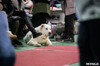 Выставка собак в Туле, Фото: 236