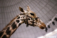 Цирк больших зверей в Туле: милый жираф Багир готов целовать и удивлять зрителей, Фото: 17