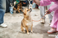 Сиба-ину, шпицы и алабаи: в Туле состоялась выставка собак, Фото: 26
