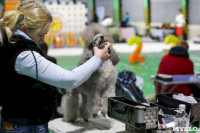Выставка собак в Туле 14.04.19, Фото: 50