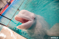 Дельфины, Фото: 10