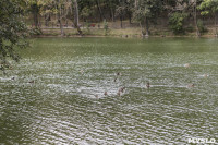 Туляки сообщают о массовой гибели уток в Платоновском парке, Фото: 3
