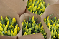 Тюльпаны , Фото: 33