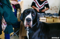 Выставка собак в Туле, Фото: 33