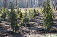 В Рогожинском парке Тулы посадили 75 кедров, Фото: 9