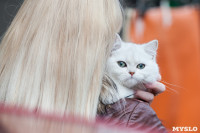 Выставка кошек в МАКСИ, Фото: 17