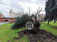 Деревья на ул. Советской, Фото: 13