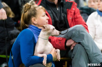 Пражский крысарик, хотошо и кангал: в Туле прошла выставка собак всех пород, Фото: 130