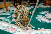 Бэби-леопард дома: зачем туляки заводят диких сервалов	, Фото: 17