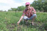 Юрий Жоев: кимовский фермер выращивает королевское лакомство, Фото: 4