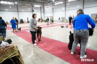 Сиба-ину, шпицы и алабаи: в Туле состоялась выставка собак, Фото: 29