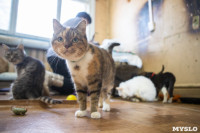 Волонтеры спасли кошек из адской квартиры, Фото: 38