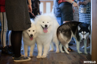 Выставка собак в Туле, 29.11.2015, Фото: 25