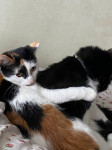 Коты наших подписчиков, Фото: 51