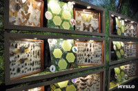 Экспозиция тропических насекомых в Тульском экзотариуме, Фото: 1