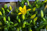 Леруа Мерлен Цветы к празднику, Фото: 20