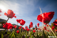 Тюльпаны в Туле, Фото: 34