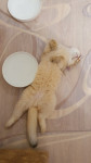 Тульские коты, которых достали хозяева на самоизоляции, Фото: 2