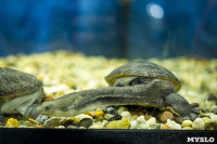 Черепахи в экзотариуме, Фото: 4