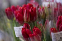 Леруа Мерлен Цветы к празднику, Фото: 58