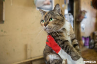 Волонтеры спасли кошек из адской квартиры, Фото: 50