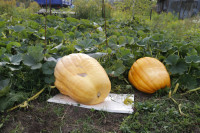 Гигантские тыквы из урожая семьи Колтыковых, Фото: 11