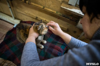 Волонтеры спасли кошек из адской квартиры, Фото: 77