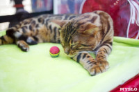 Выставка кошек в "Макси", Фото: 17