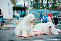 Всероссийская выставка собак в Туле, Фото: 94