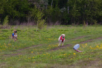 В Туле состоялись собачьи бега, Фото: 44