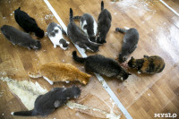 Кошки из адской квартиры, Фото: 34