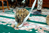Бэби-леопард дома: зачем туляки заводят диких сервалов	, Фото: 19