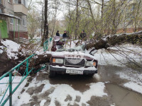 В Туле упавшее дерево переломило ВАЗ и повредило еще три авто, Фото: 1