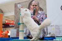 Выставка кошек в Туле, Фото: 77