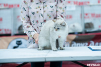 Выставка "Пряничные кошки" в ТРЦ "Макси", Фото: 27