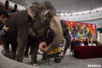 Тульский цирк анонсировал Шоу слонов, Фото: 4