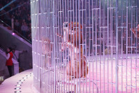 Премьера в Тульском цирке: шоу фонтанов «13 месяцев» удивит вас!, Фото: 23