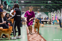 Выставка собак в Туле , Фото: 75