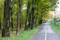 деревья в Платоновском парке , Фото: 23