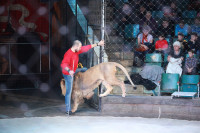 Новая программа в Тульском цирке «Нильские львы». 12 марта 2014, Фото: 1