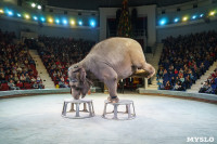 Шоу слонов в Тульском цирке, Фото: 64