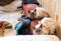 Кошки в Щекино, Фото: 10