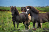 , Фото: 2