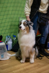 В Туле прошла выставка собак всех пород, Фото: 64