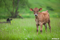 Коровы, свиньи и горы навоза в деревне Кукуй: Роспотреб требует запрета деятельности токсичной фермы, Фото: 13